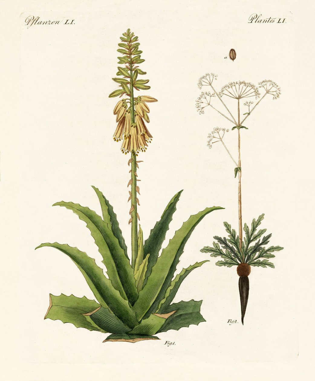 Plantas medicinais de German School