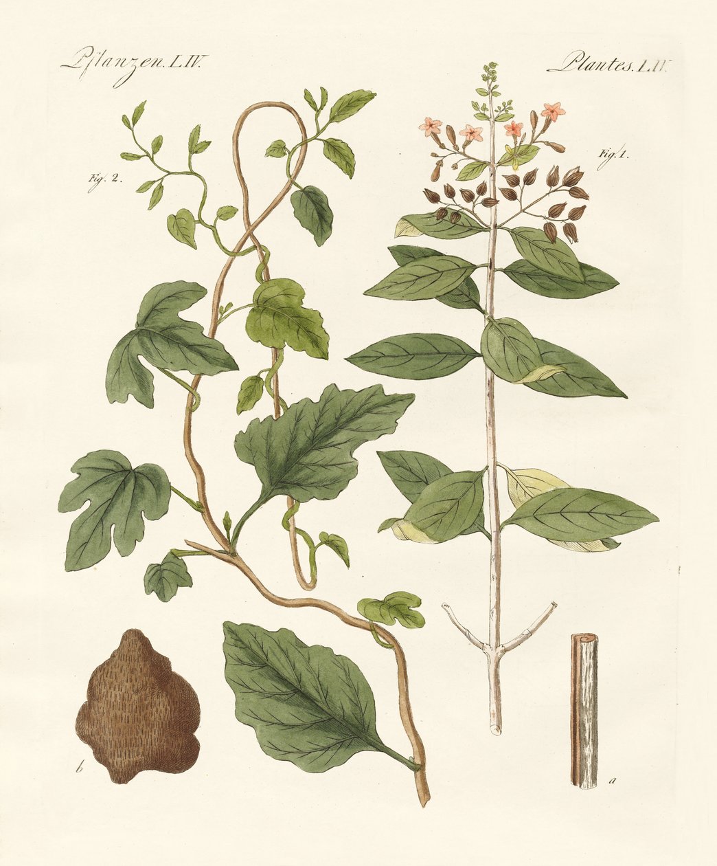 Plantas medicinais de German School