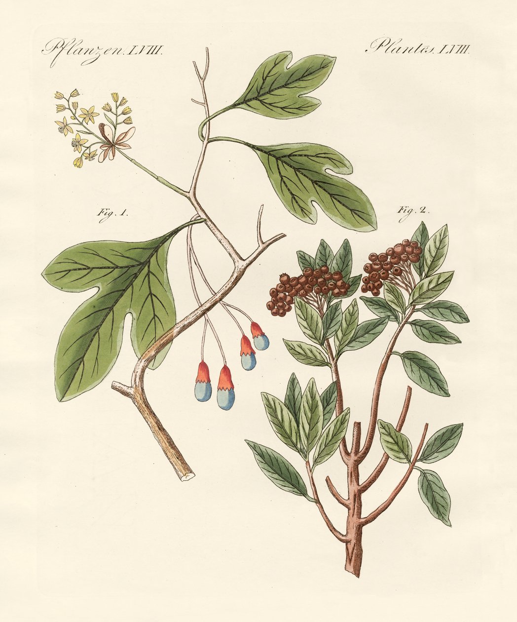 Plantas medicinais de German School