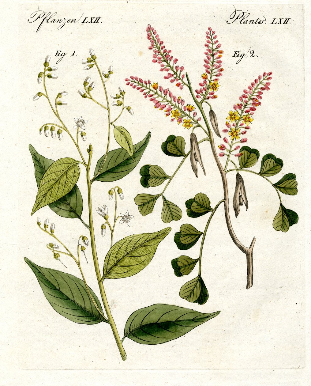 Plantas medicinais de German School