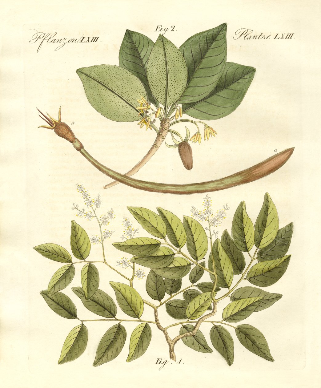 Plantas medicinais de German School