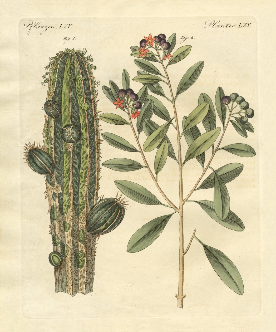 Plantas medicinais de German School