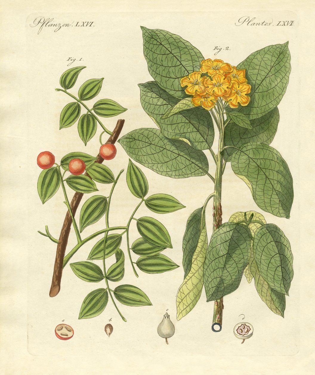 Plantas medicinais de German School