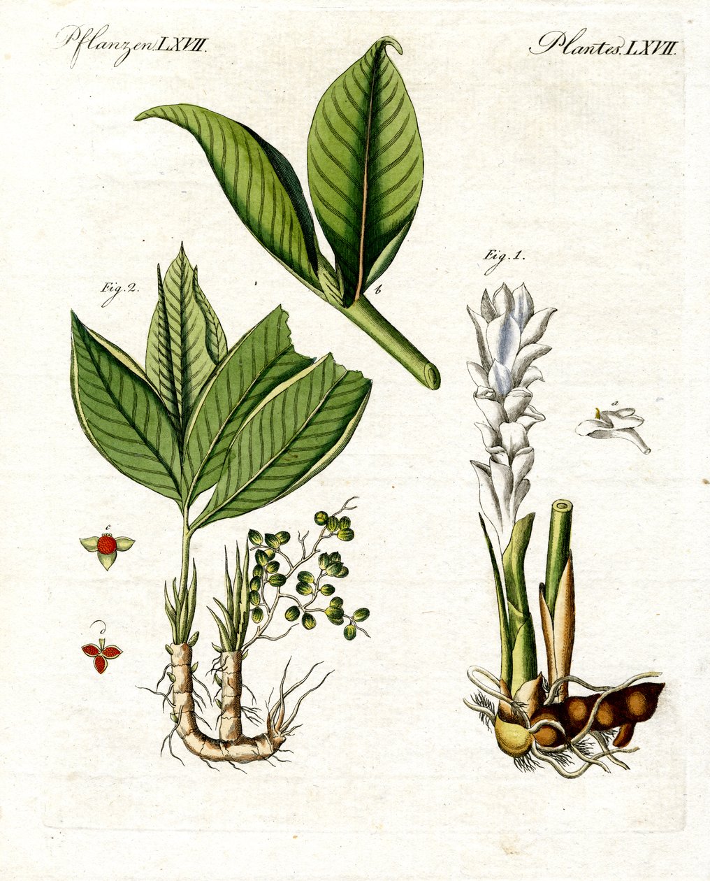 Plantas medicinais de German School