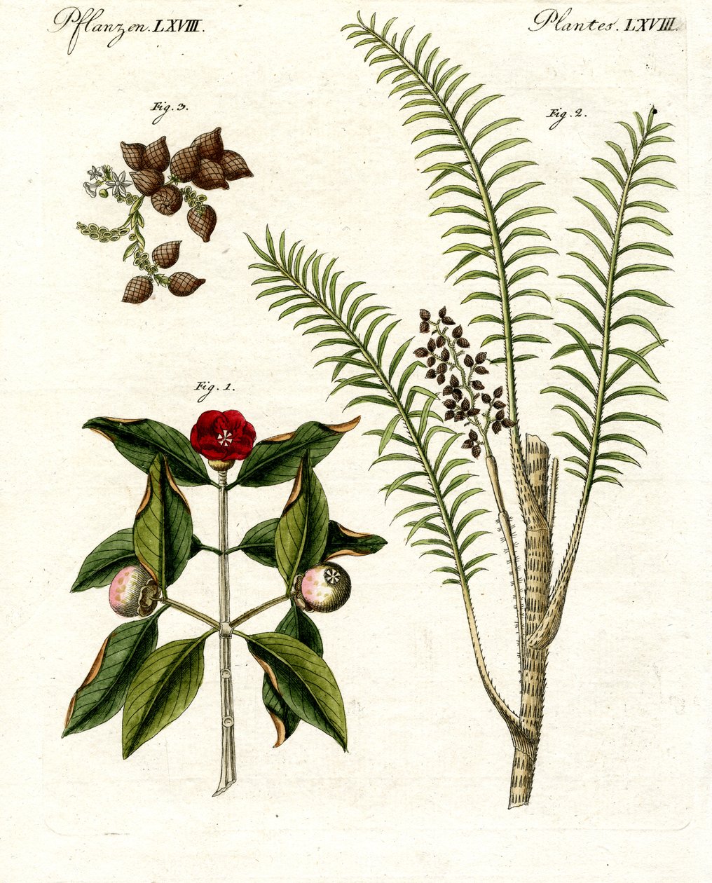 Plantas medicinais de German School