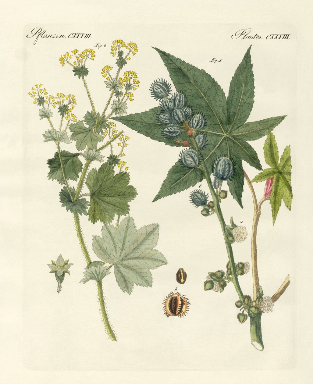 Plantas medicinais de German School