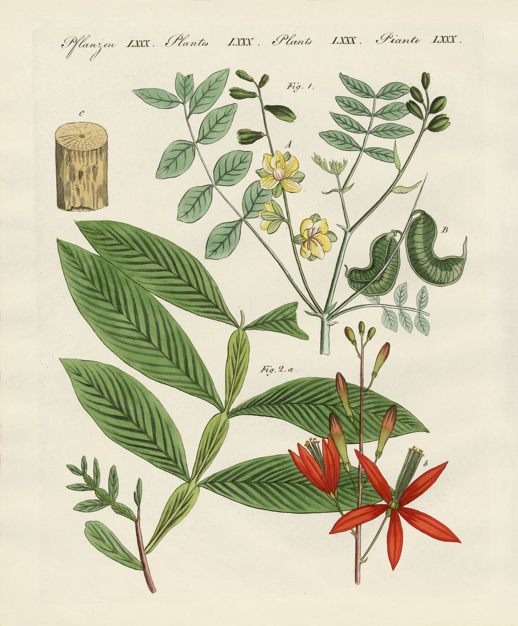 Plantas medicinais de German School