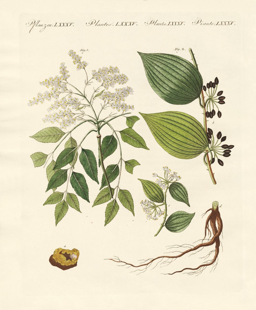 Plantas medicinais de German School