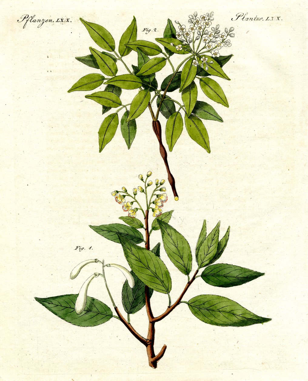 Plantas medicinais de German School