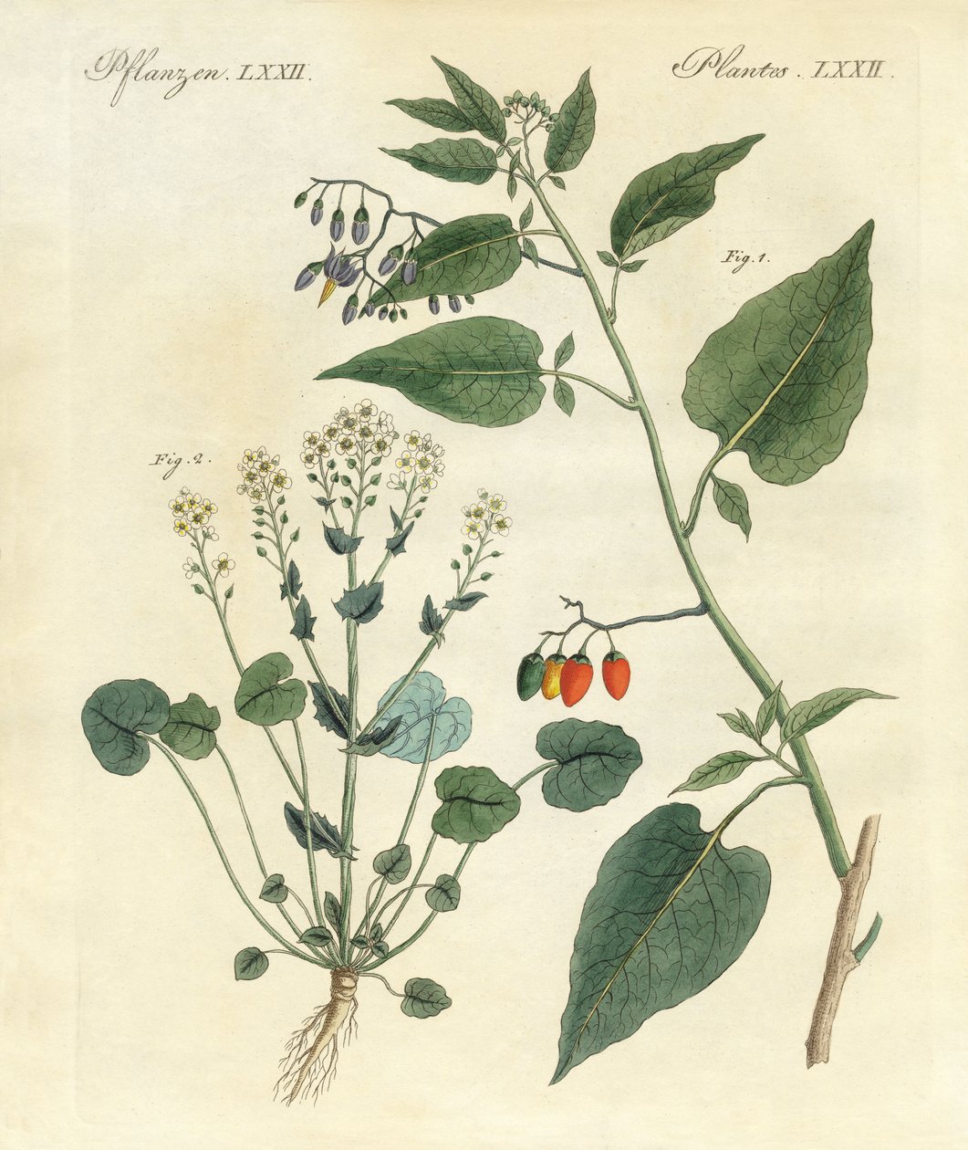 Plantas medicinais de German School