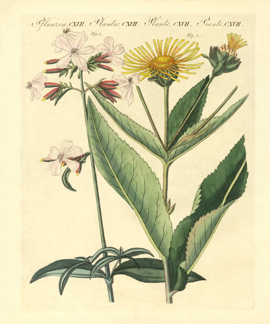 Plantas medicinais de German School
