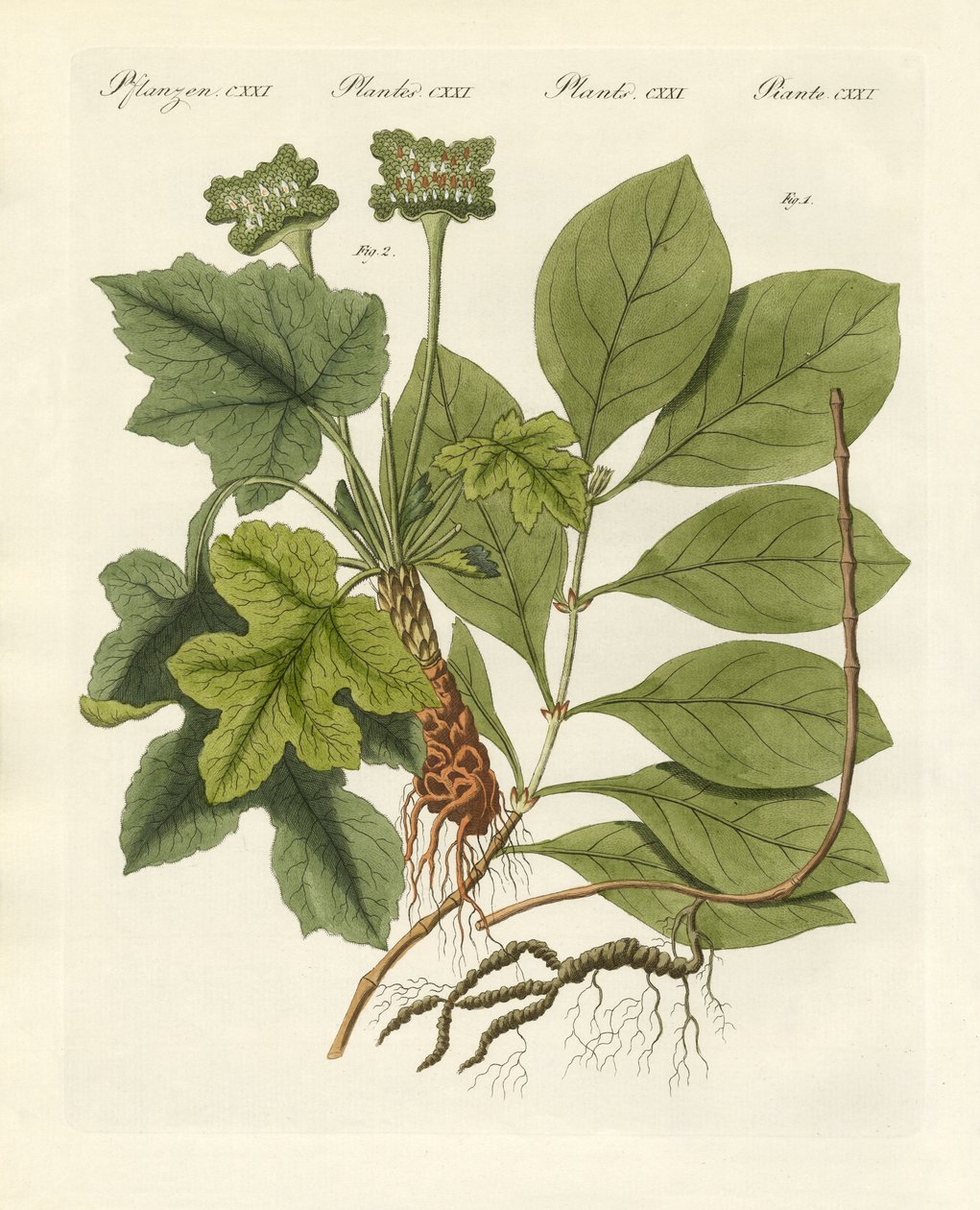 Plantas medicinais de German School