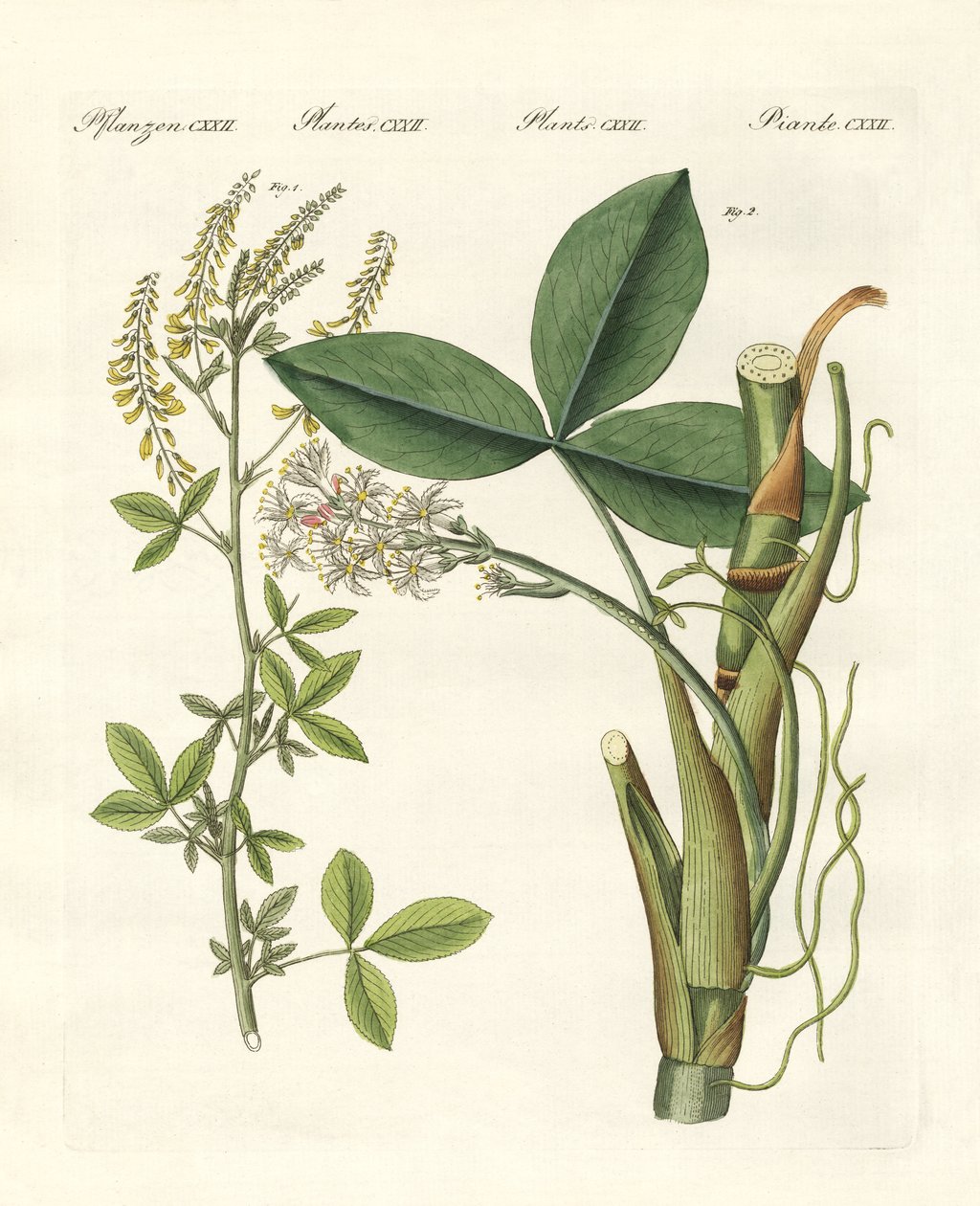 Plantas medicinais de German School