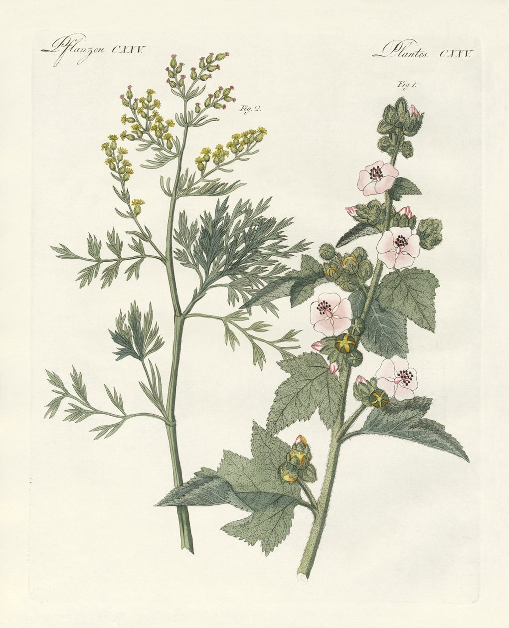 Plantas medicinais de German School
