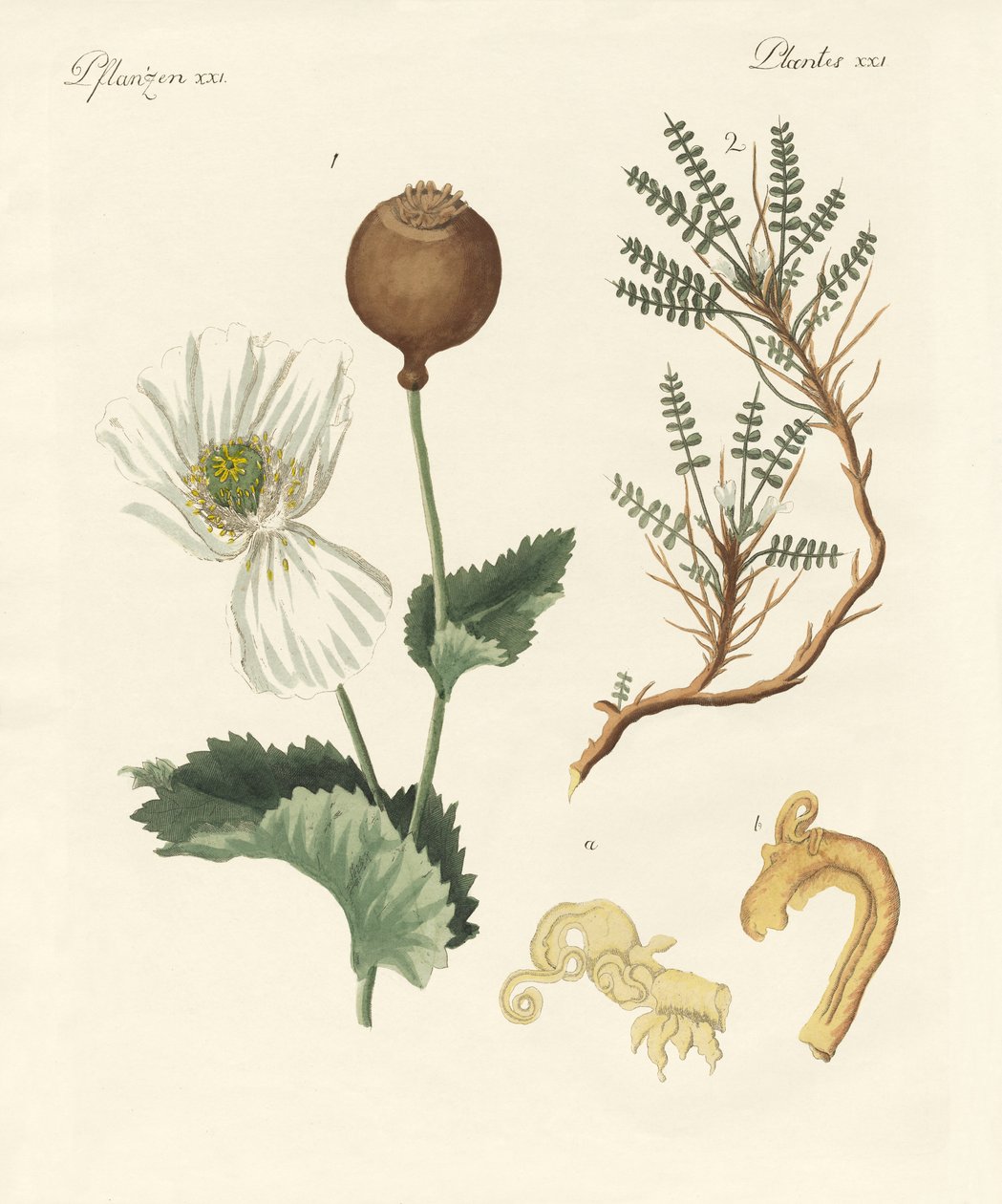 Plantas medicinais de German School