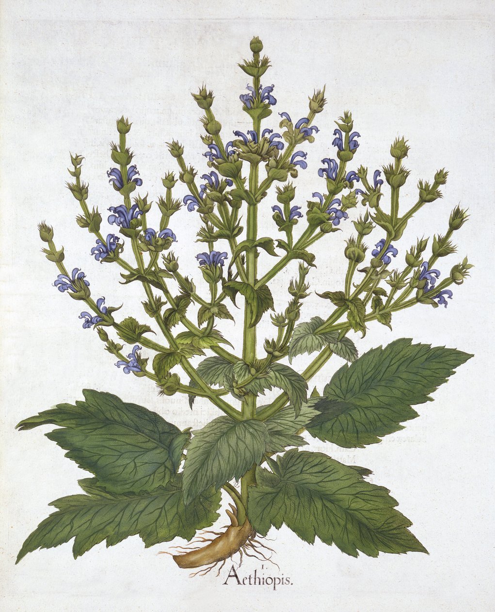Sábio do Mediterrâneo, de "Hortus Eystettensis", de Basil Besler de German School