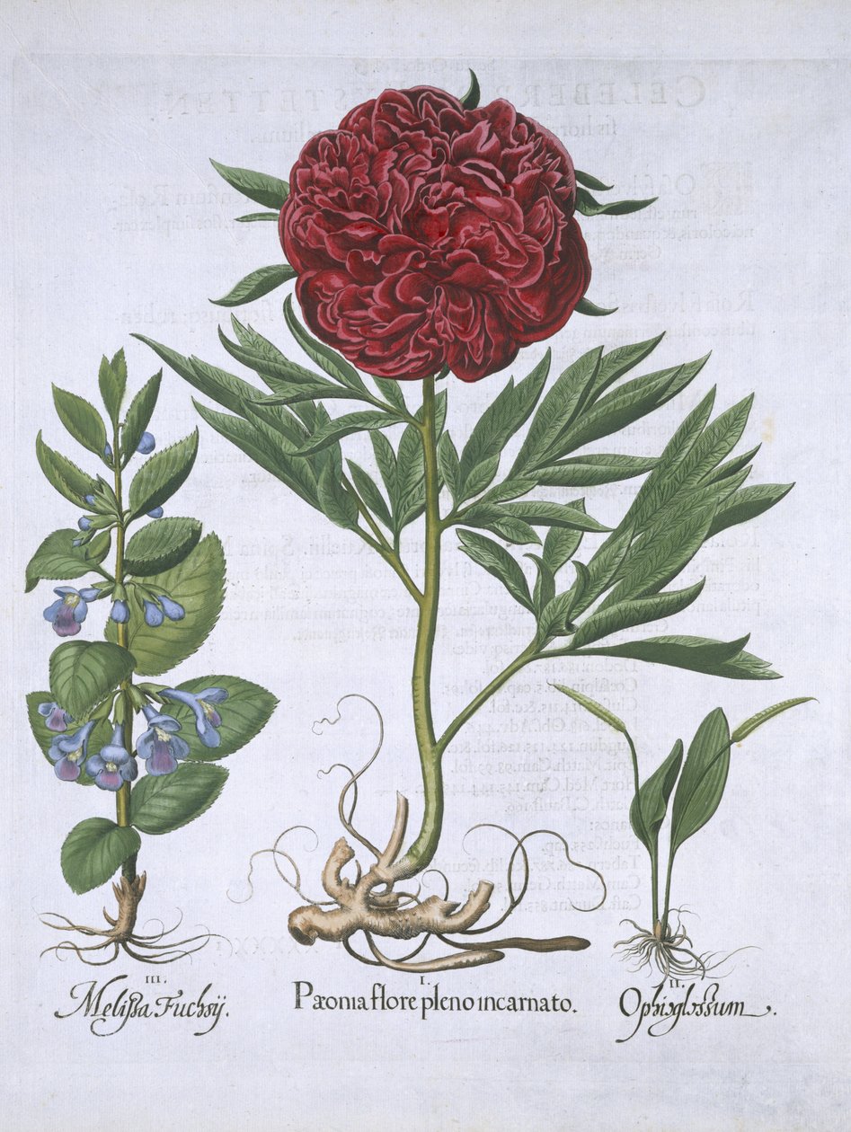 Melissa, Paeony e Odontoglossum, de Hortus Eystettensis, pelo pub Basil Besler (1561-1629). 1613 (gravura colorida à mão) de German School