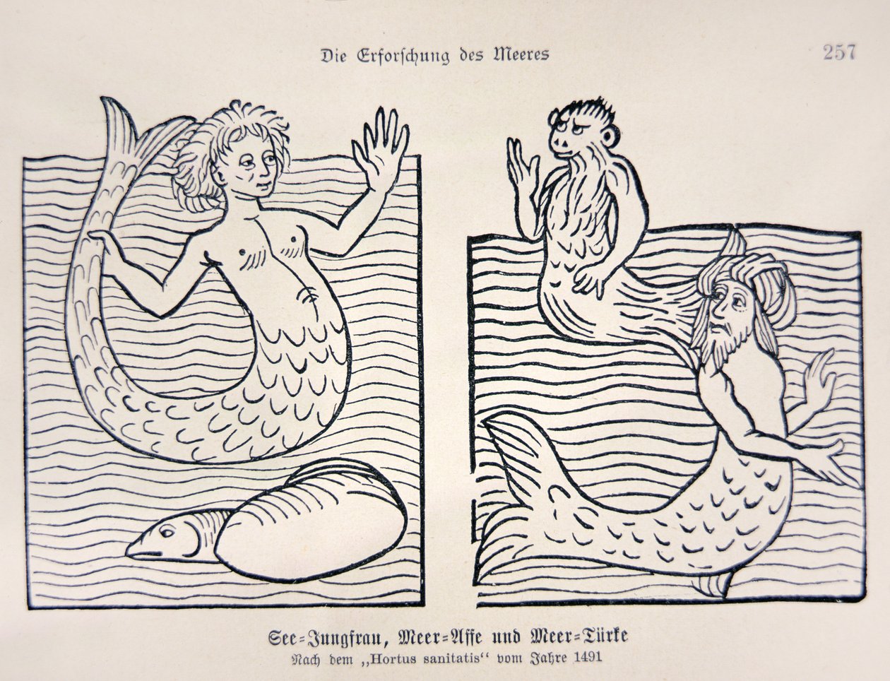 Mermaid e Merman do "Hortus Sanitatis" de Jacob Meydenbach de German School