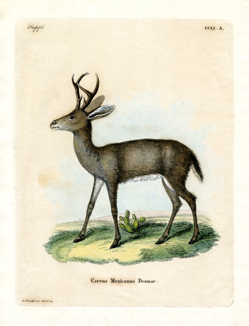 Veado Mexicano (gravura colorida) de German School