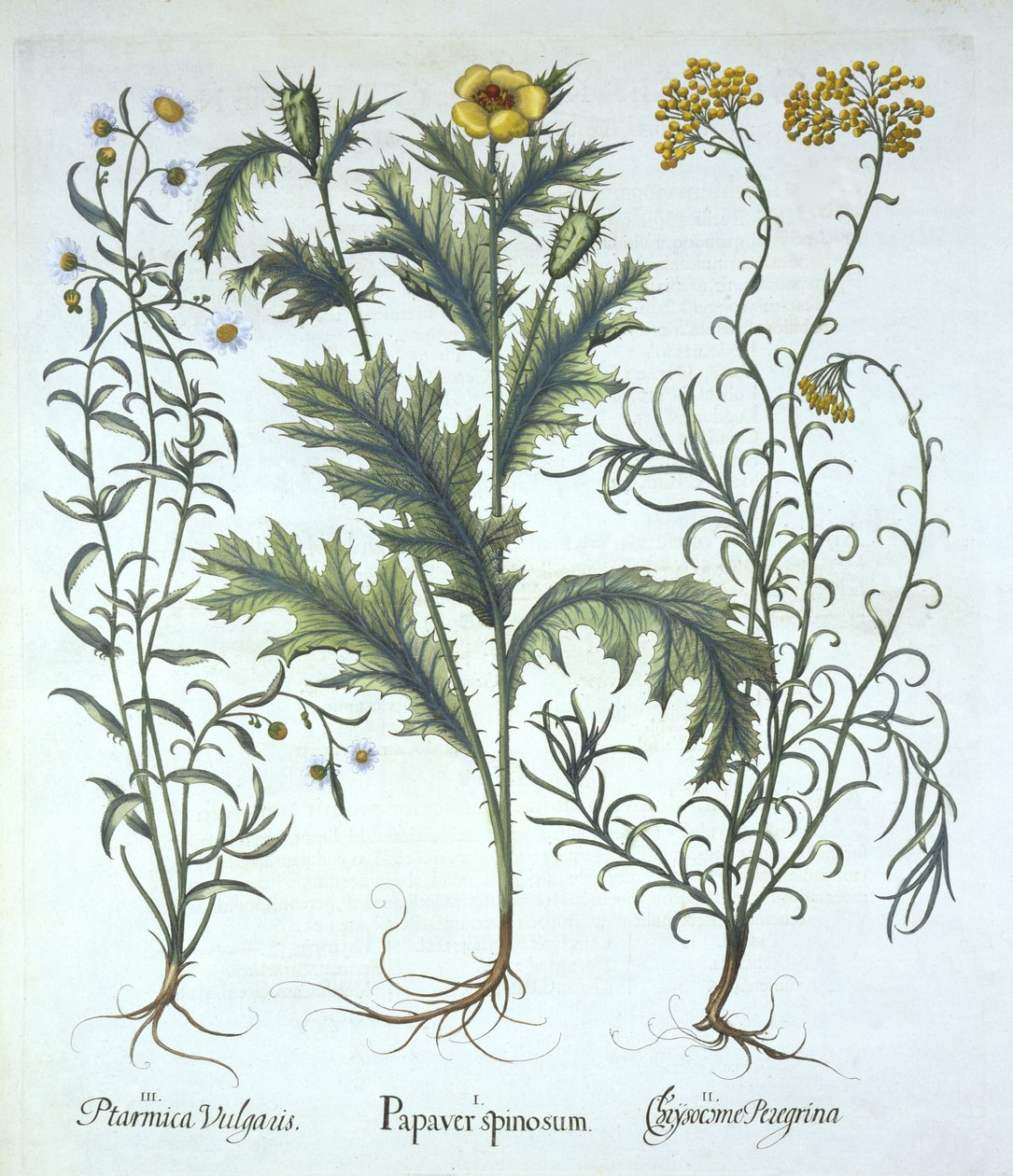 Poppy Mexican, Seaside Strawflower e Sneezewort, de Hortus Eystettensis, por Basil Besler (1561-1629) pub. 1613 (gravura colorida à mão) de German School