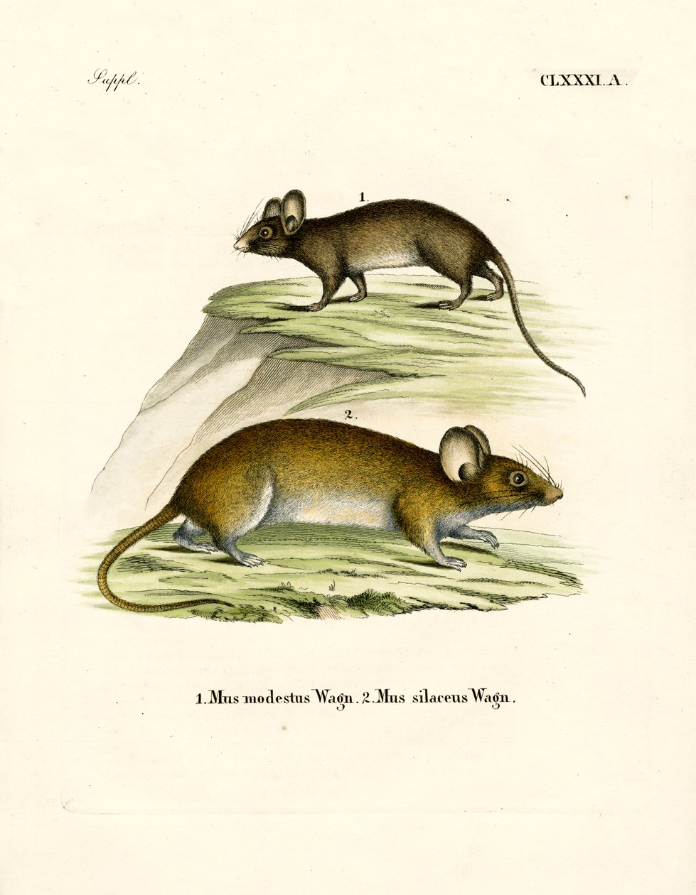 Ratos (gravação a cores) de German School
