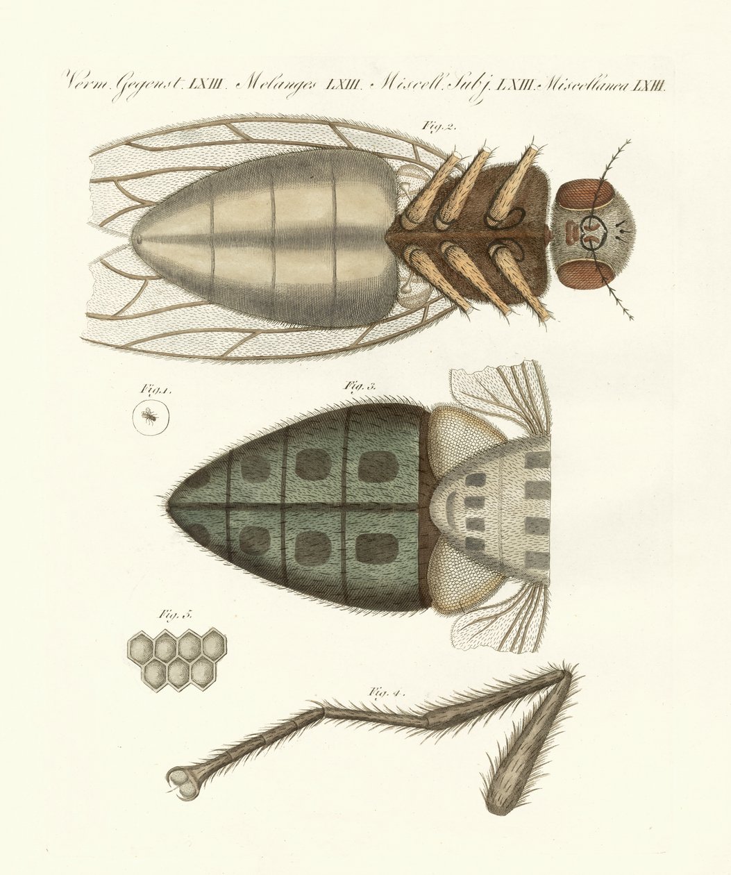 Vista microscópica da mosca doméstica (gravura colorida) de German School