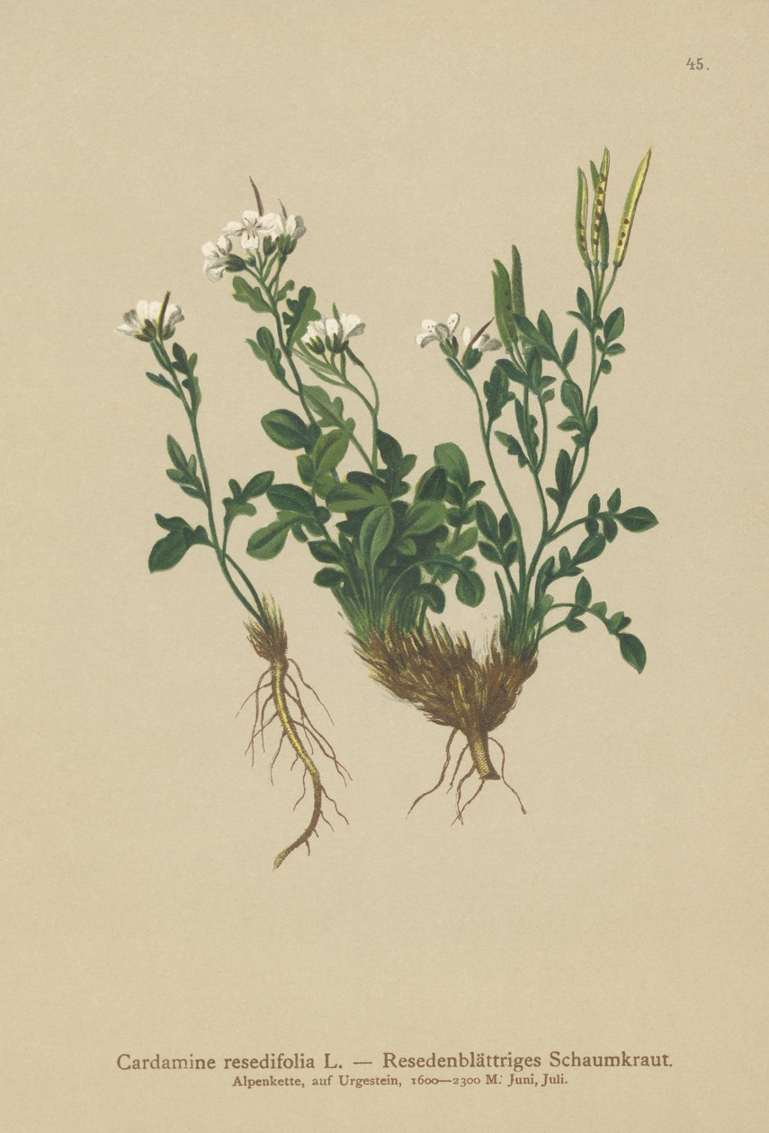 Bitter-Cress com folhas de Mignonette (Cardamine resedifolia, Arabis bellidioides, Cardamine heterophylla) de German School