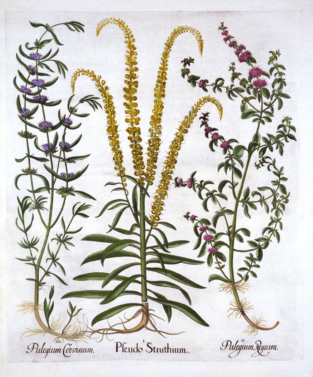 Mignonette, Pennyroyal e Marsh Mint, de Hortus Eystettensis, de Basil Besler (1561-1629), pub. 1613 (gravura colorida à mão) de German School