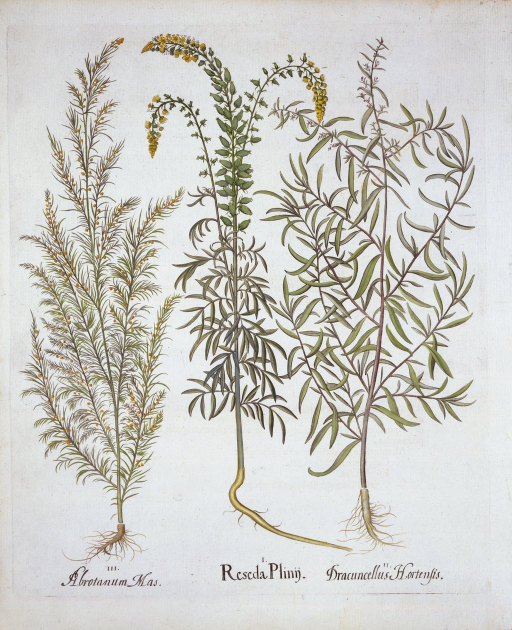 Mignonette, Southernwood e Tarragon, de Hortus Eystettensis, de Basil Besler (1561-1629), pub. 1613 (gravura colorida à mão) de German School