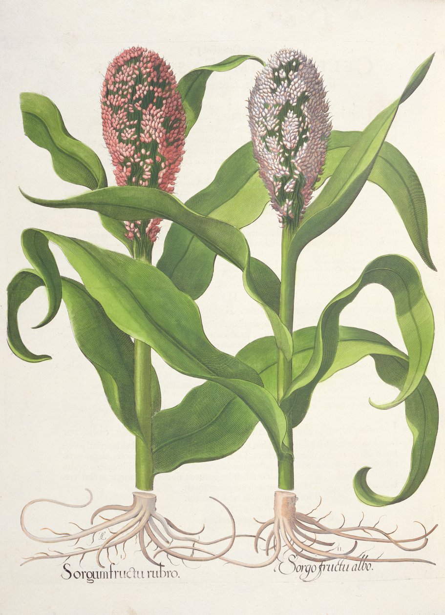 Millet: 1.Sorgum frutas vermelhas; 2.Sorgo fruta branco a partir do Eystettensis por Basil Besler (1561-1629), pub. 1613 de German School