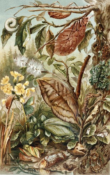 Mimicry of Insects, placa de "Brehms Tierleben": Allgemeine Kunde des Tierreichs", vol.9, p.10, publicado pelo Bibliographisches Institut de German School