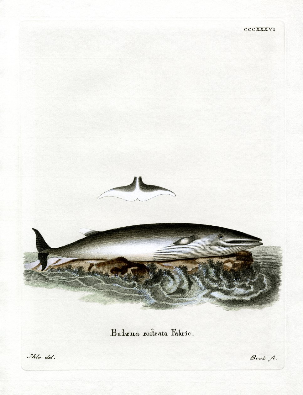 Baleia Minke (gravura colorida) de German School