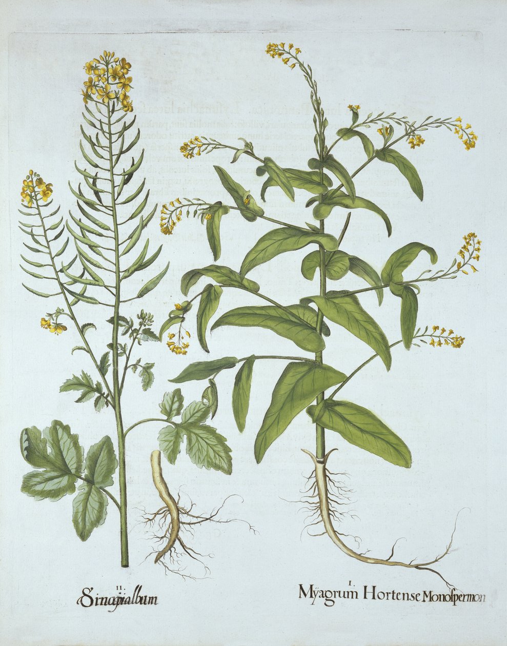 Mitre Cress e Mostarda Branca, de Hortus Eystettensis, de Basil Besler (1561-1629), pub. 1613 (gravura colorida à mão) de German School