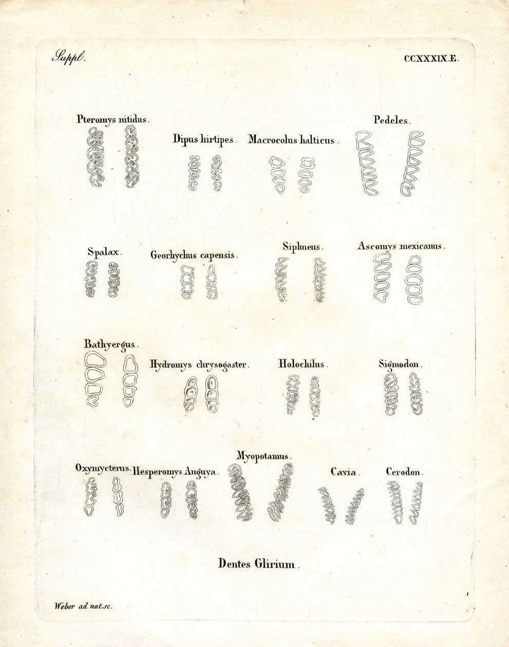 Molares (gravura colorida) de German School