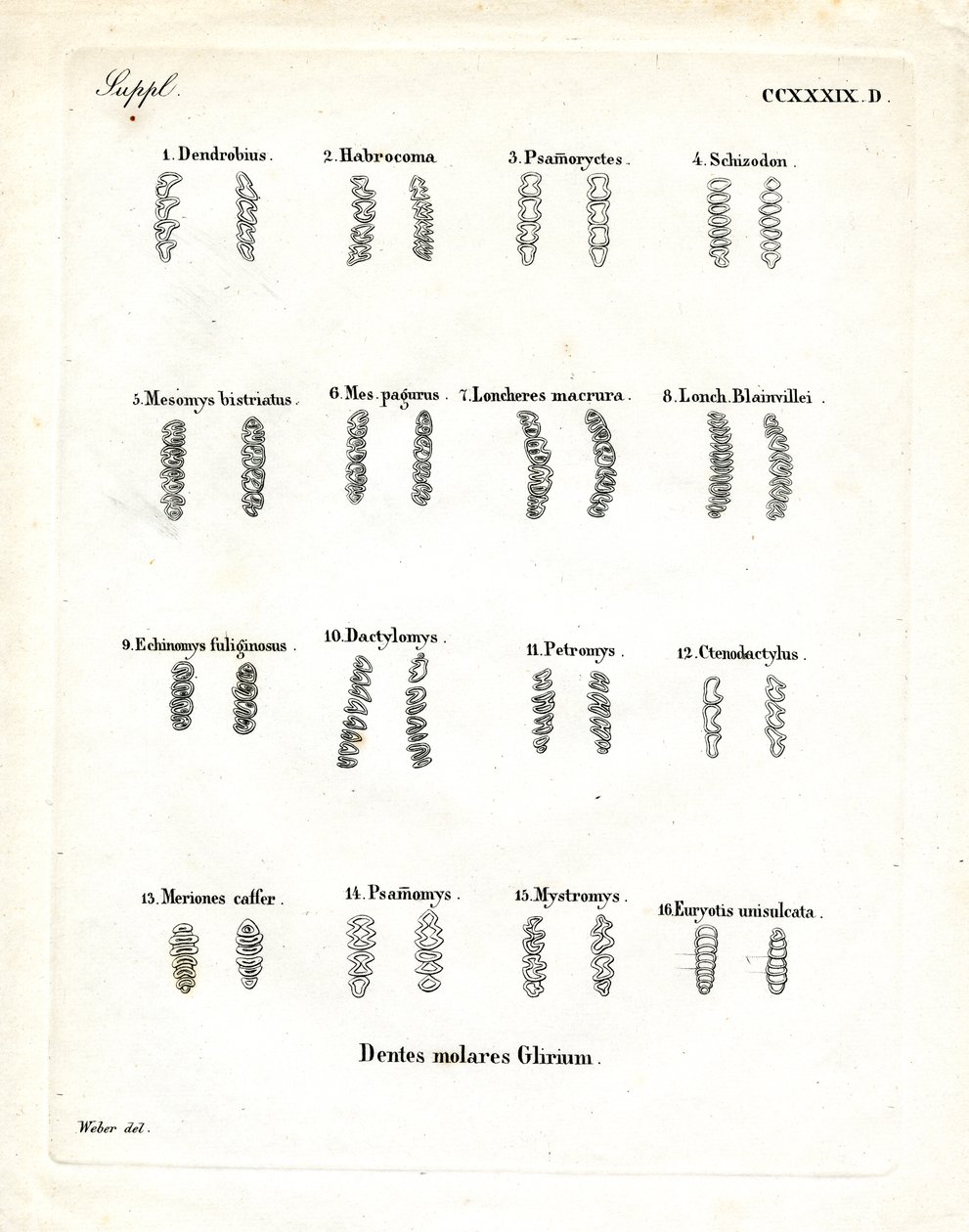 Molares (gravura colorida) de German School