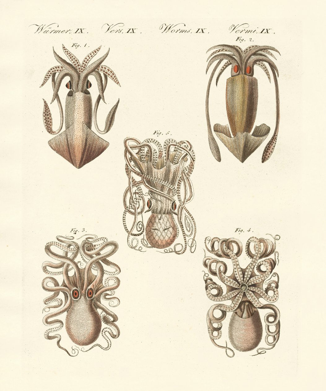 Moluscos ou vermes moles (gravura colorida) de German School