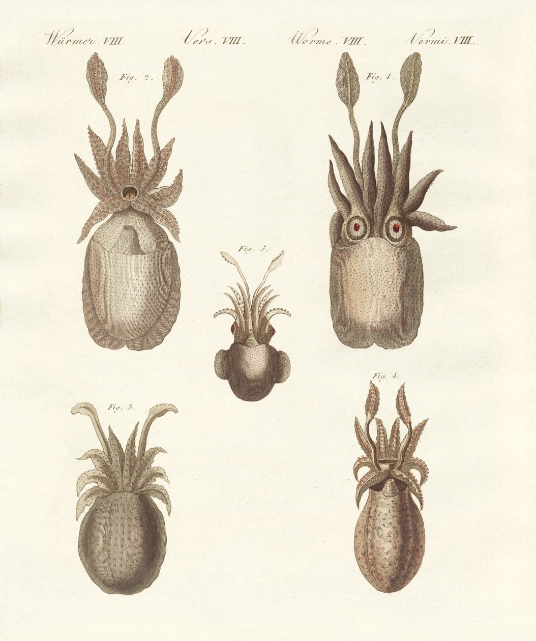 Moluscos ou vermes moles (gravura colorida) de German School