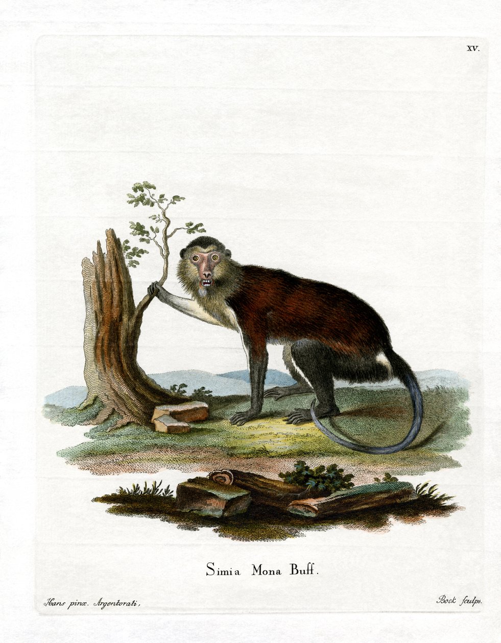 Mona Monkey (gravação a cores) de German School