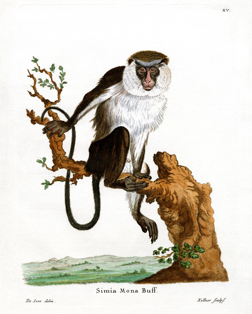 Mona Monkey (gravação a cores) de German School