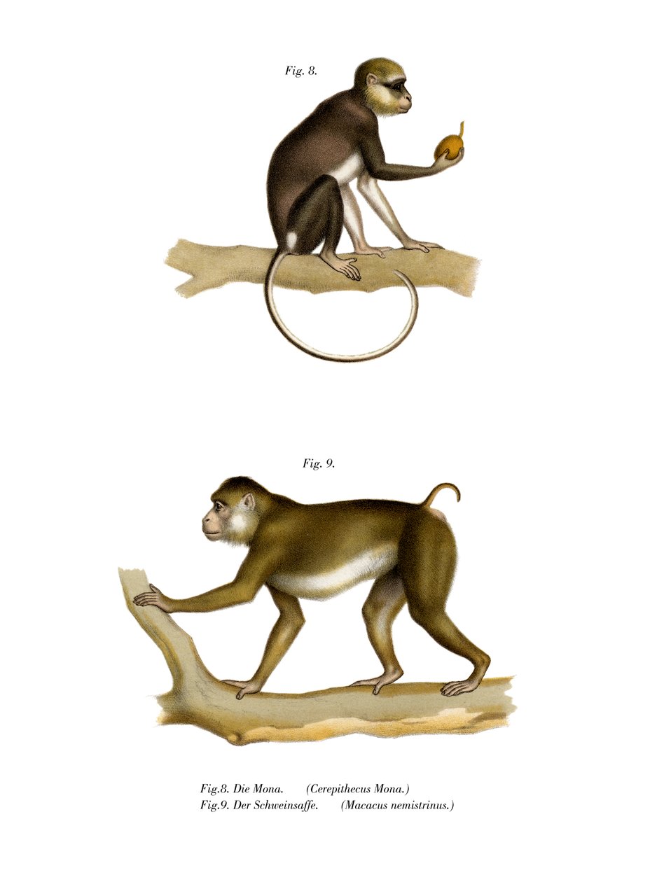 Mona Macaco, 1860 de German School