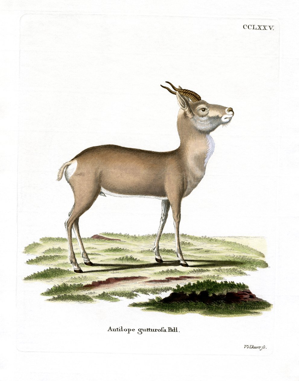 Mongolian Gazelle (gravação a cores) de German School