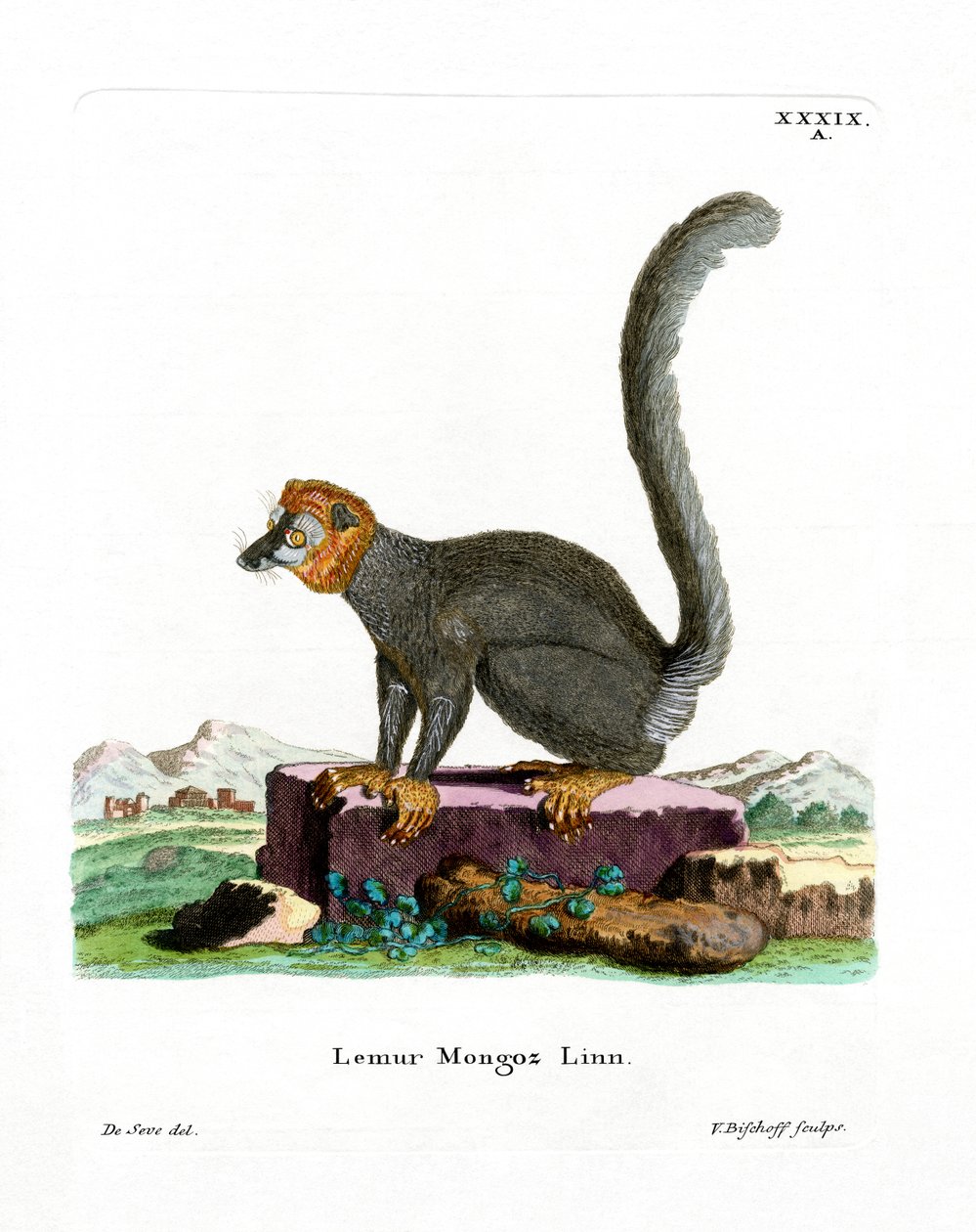 Mongoose Lemur (gravação a cores) de German School
