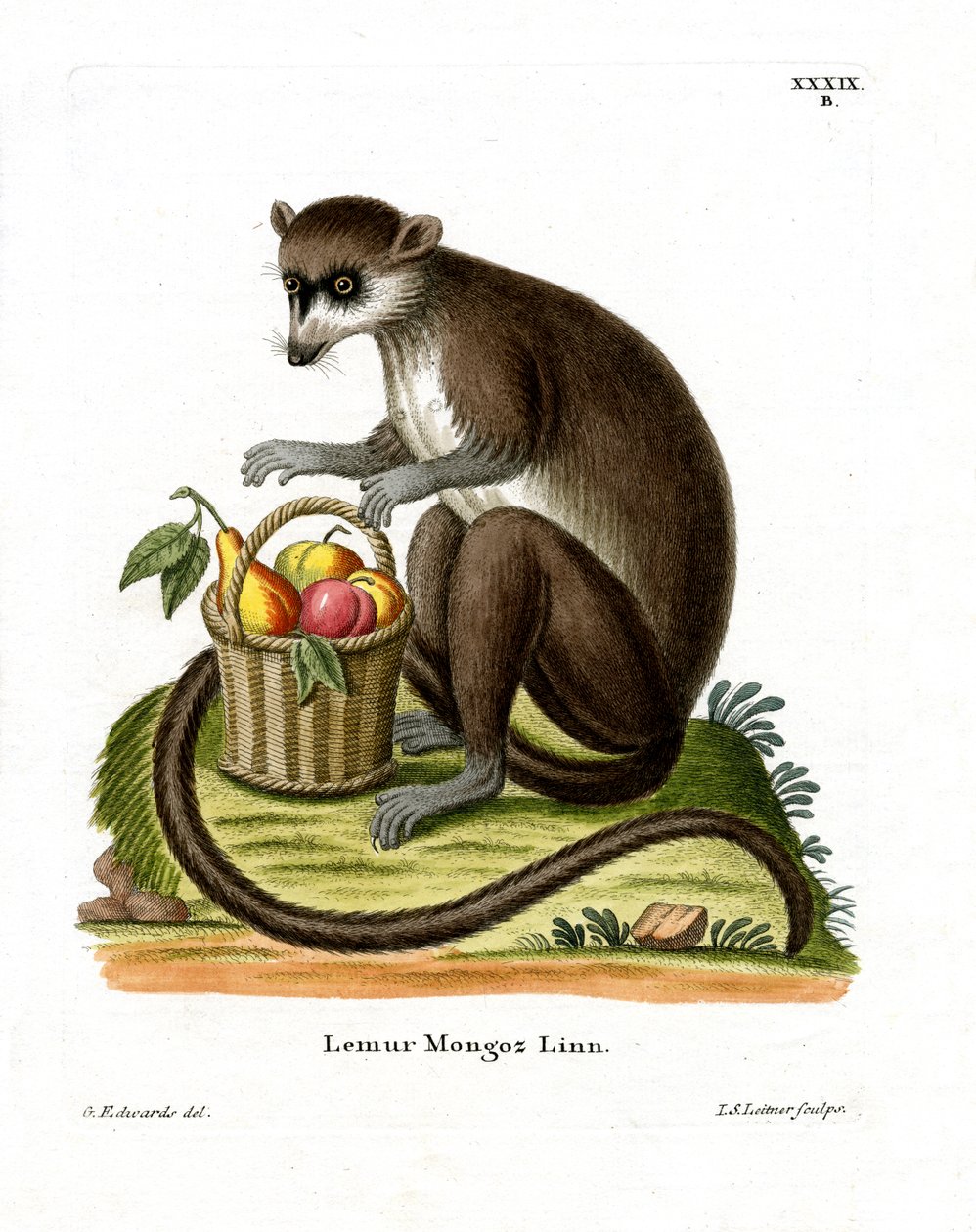 Mongoose Lemur (gravação a cores) de German School