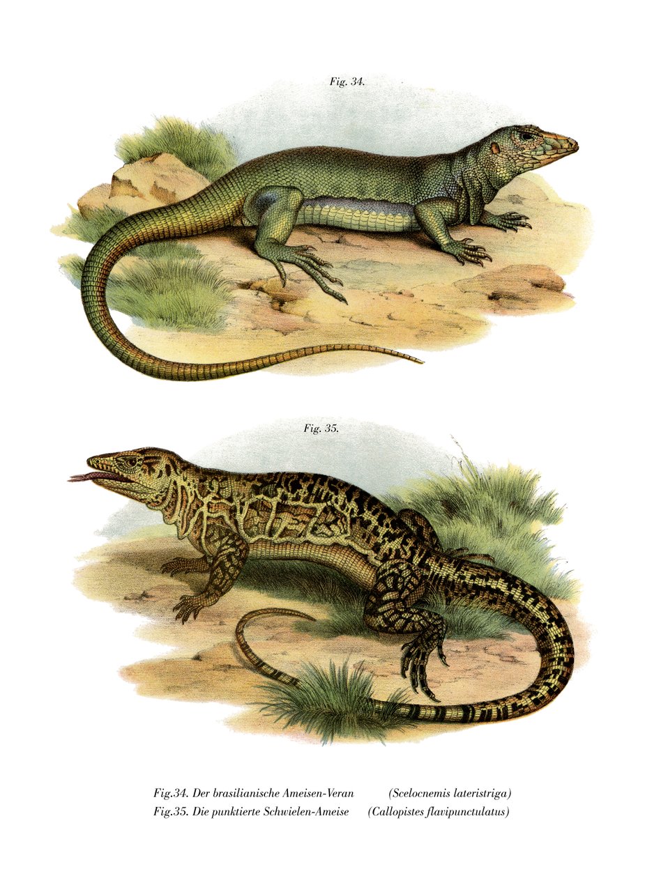Monitor Lizard (litho a cores) de German School