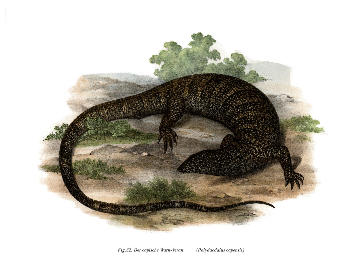 Monitor Lizard (litho a cores) de German School