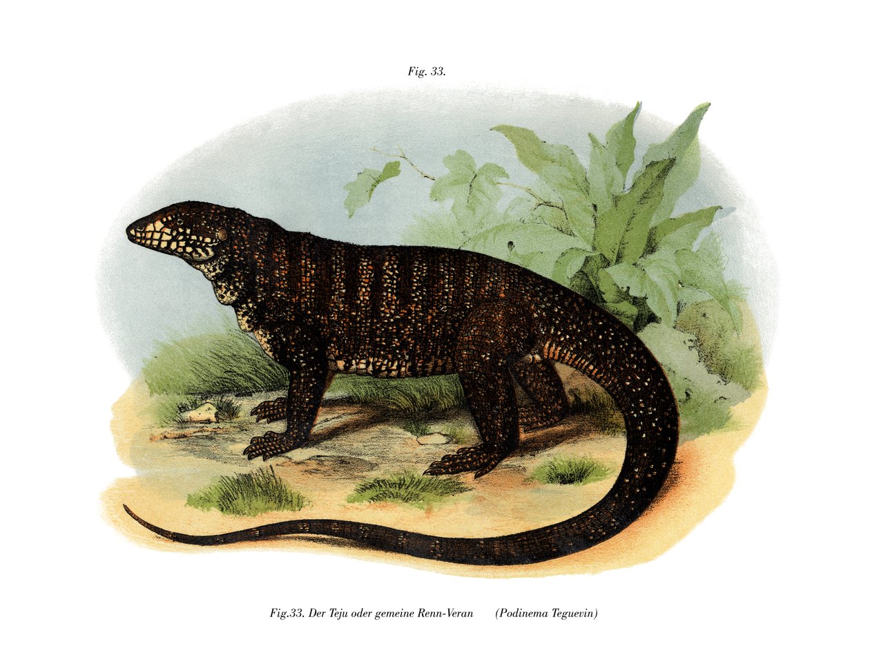 Monitor Lizard (litho a cores) de German School