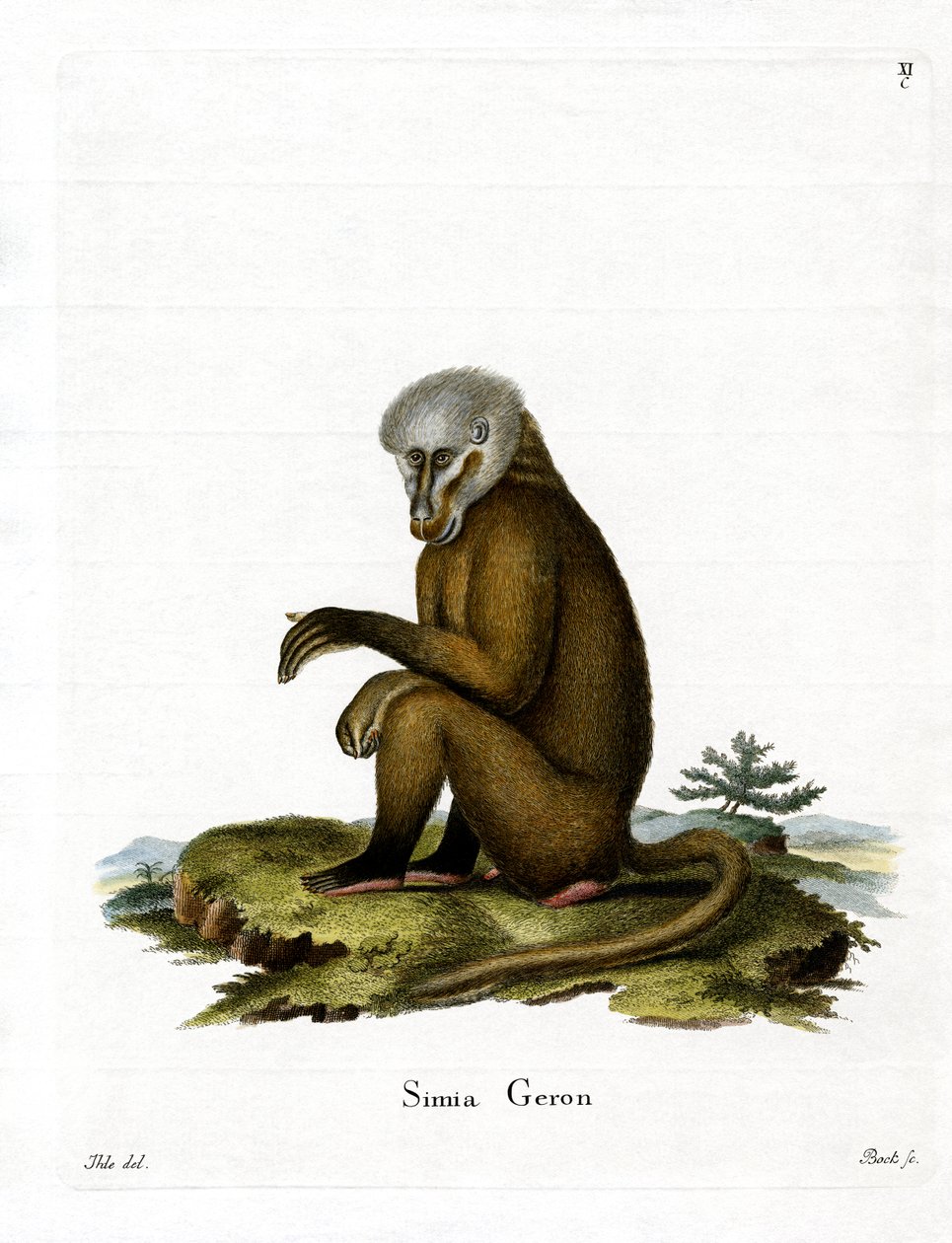 Macaco (gravura colorida) de German School
