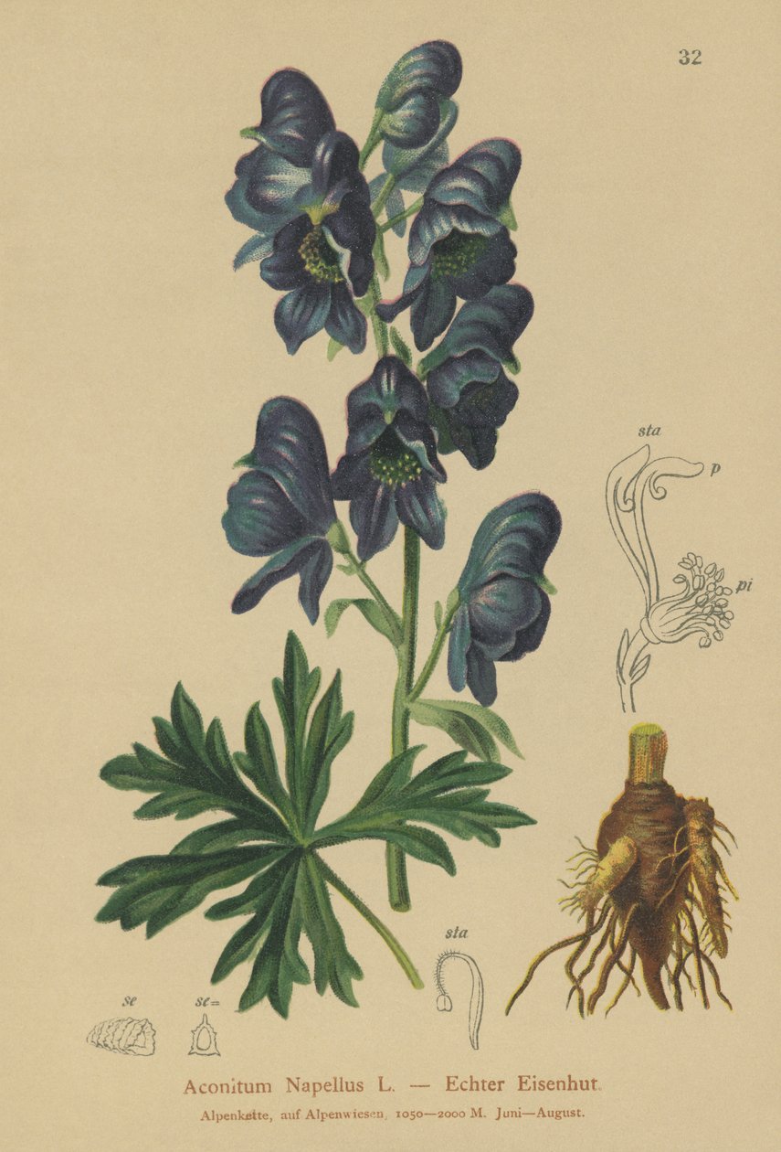 Monkshood (Acontium Cepa) de German School