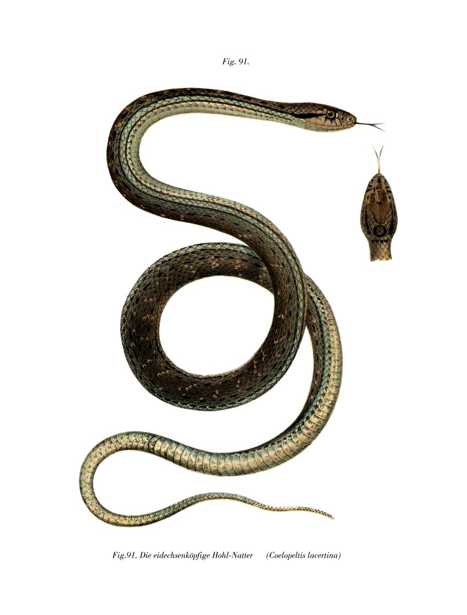 Cobra Montpellier (cor litho) de German School