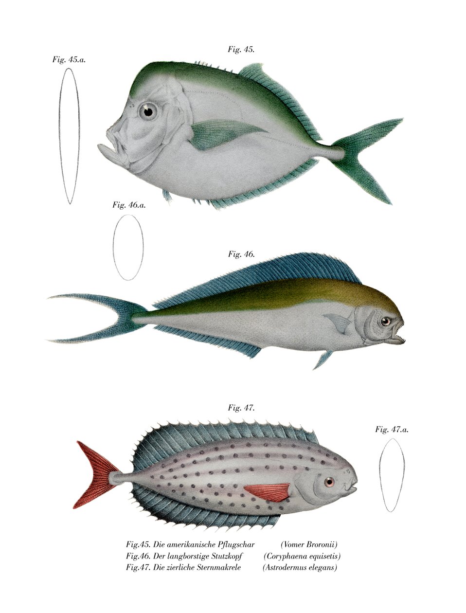 Moonfish (cor litho) de German School